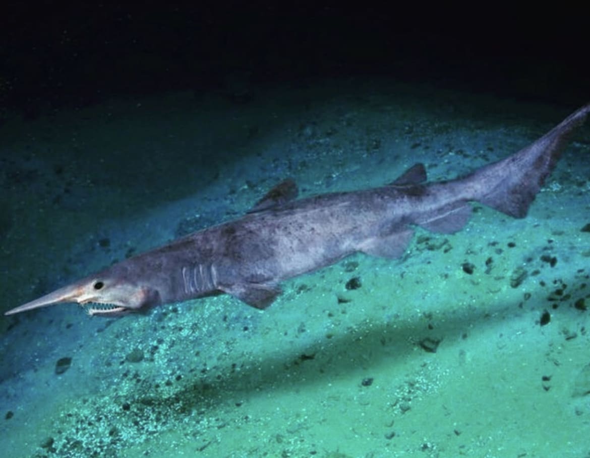 Goblin Shark - The 15 Weirdest Animals on Earth